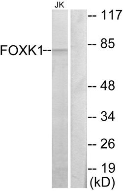 FOXK1 Polyclonal Antibody, Invitrogen 100 &mu;g | Buy Online | Invitrogen | Fisher Scientific