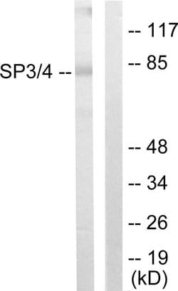 SP3/SP4 Polyclonal Antibody, Invitrogen 100 &mu;g; Unconjugated:Antibodies,