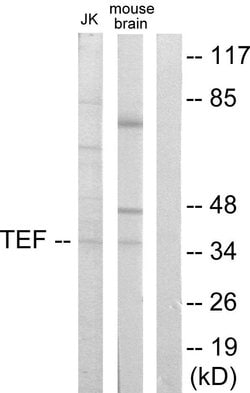 TEF Polyclonal Antibody, Invitrogen 100 &mu;g; Unconjugated:Antibodies,