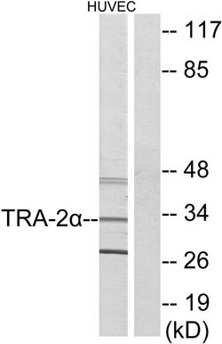 TRA2A Polyclonal Antibody, Invitrogen 100 μg; Unconjugated:Antibodies,