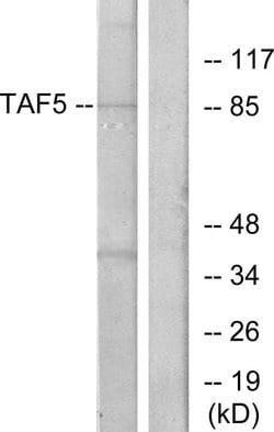 TAF5 Polyclonal Antibody, Invitrogen 100 μg; Unconjugated:Antibodies,