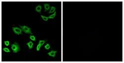 RhoH Polyclonal Antibody, Invitrogen 100 &mu;g; Unconjugated:Antibodies,