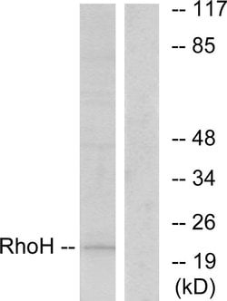 RhoH Polyclonal Antibody, Invitrogen 100 &mu;g; Unconjugated:Antibodies,