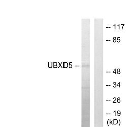 UBXD5 Polyclonal Antibody, Invitrogen 100 μg; Unconjugated:Antibodies,