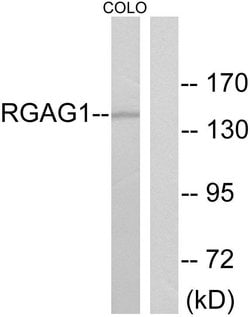 RGAG1 Polyclonal Antibody, Invitrogen 100 &mu;g; Unconjugated:Antibodies,