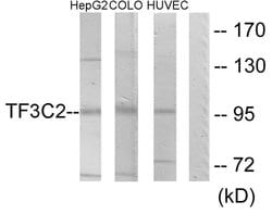 GTF3C2 Polyclonal Antibody, Invitrogen 100 μg; Unconjugated:Antibodies,