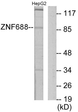 ZNF688 Polyclonal Antibody, Invitrogen 100 &mu;g; Unconjugated:Antibodies,