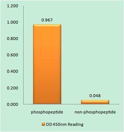 Phospho-p47phox (Ser328) Polyclonal Antibody, Invitrogen 100 &mu;g; Unconjugated:Antibodies,