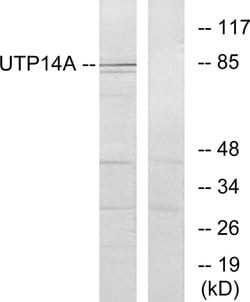 UTP14A Polyclonal Antibody, Invitrogen 100 &mu;g; Unconjugated:Antibodies,