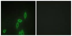 PCDH11Y Polyclonal Antibody, Invitrogen 100 &mu;g; Unconjugated:Antibodies,