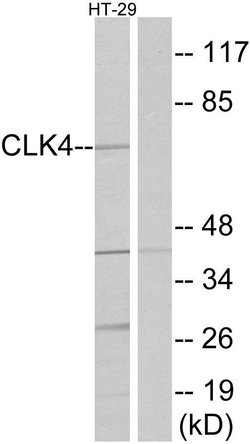 CLK4 Polyclonal Antibody, Invitrogen 100 &mu;g | Buy Online | Invitrogen | Fisher Scientific