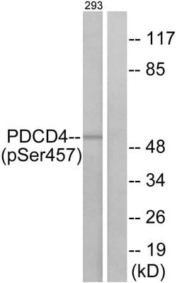 Phospho-PDCD4 (Ser457) Polyclonal Antibody, Invitrogen 100 &mu;g; Unconjugated:Antibodies,