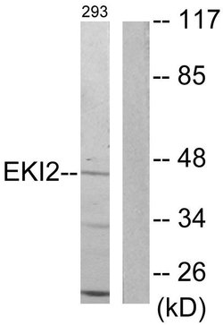 ETNK2 Polyclonal Antibody, Invitrogen 100 &mu;g; Unconjugated:Antibodies,