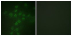 Invitrogen Phospho-TERT (Ser227) Polyclonal Antibody 100 &mu;g; Unconjugated:Antibodies,
