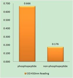 Invitrogen Phospho-TERT (Ser227) Polyclonal Antibody 100 &mu;g; Unconjugated:Antibodies,