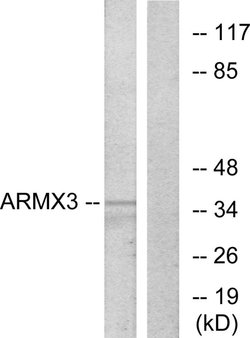 ARMX3 Polyclonal Antibody, Invitrogen 100 &mu;g; Unconjugated:Antibodies,