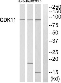 CDK11A/CDK11B Polyclonal Antibody, Invitrogen 100 &mu;g; Unconjugated:Antibodies,