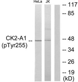 Phospho-CK2 alpha-1 (Tyr255) Polyclonal Antibody, Invitrogen 100 &mu;g;