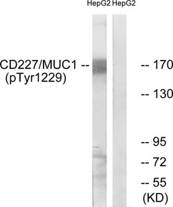 Phospho-MUC1 (Tyr1229) Polyclonal Antibody, Invitrogen 100 &mu;g; Unconjugated:Antibodies,