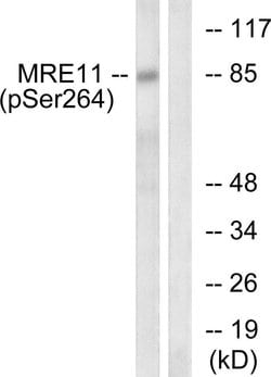 Phospho-MRE11 (Ser264) Polyclonal Antibody, Invitrogen 100 &mu;g; Unconjugated:Antibodies,