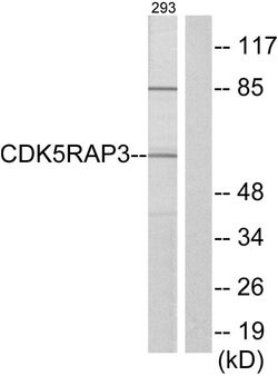 CDK5RAP3 Polyclonal Antibody, Invitrogen 100 &mu;g; Unconjugated:Antibodies,