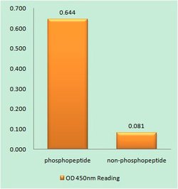 Phospho-NFAT5 (Ser1197) Polyclonal Antibody, Invitrogen 100 &mu;g; Unconjugated:Antibodies,