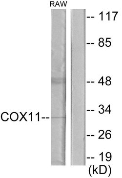 COX11 Polyclonal Antibody, Invitrogen 100 &mu;g; Unconjugated:Antibodies,