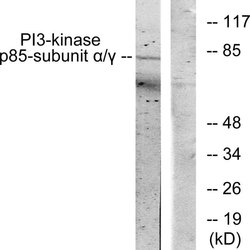 PI3K p85/p55 Polyclonal Antibody, Invitrogen 100 &mu;g; Unconjugated:Antibodies,