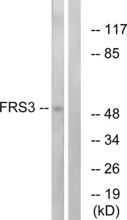 FRS3 Polyclonal Antibody, Invitrogen 100 &mu;g; Unconjugated:Antibodies,
