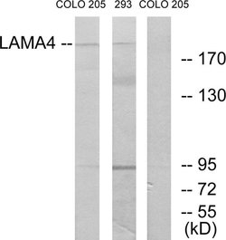 Laminin alpha-4 Polyclonal Antibody, Invitrogen 100 &mu;g; Unconjugated:Antibodies,