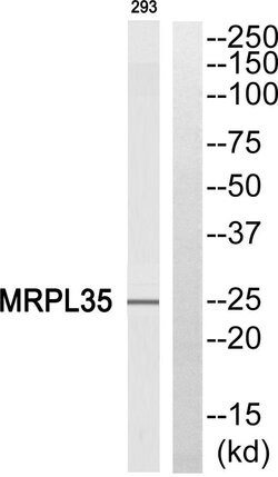 MRPL35 Polyclonal Antibody, Invitrogen 100 &mu;g; Unconjugated:Antibodies,