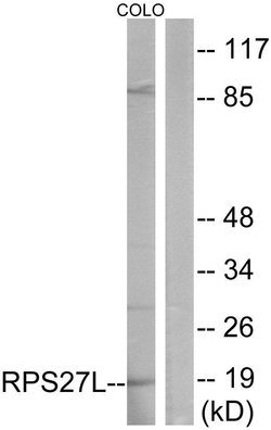 RPS27L Polyclonal Antibody, Invitrogen 100 μg; Unconjugated:Antibodies,