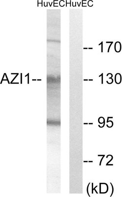 CEP131 Polyclonal Antibody, Invitrogen 100 &mu;g; Unconjugated:Antibodies,