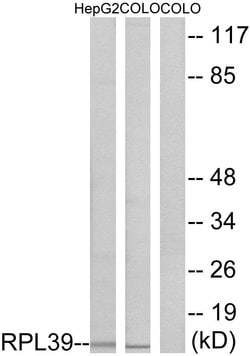 RPL39 Polyclonal Antibody, Invitrogen 100 &mu;g | Buy Online | Invitrogen | Fisher Scientific