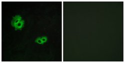 GPR171 Polyclonal Antibody, Invitrogen 100 &mu;g; Unconjugated:Antibodies,