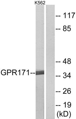 GPR171 Polyclonal Antibody, Invitrogen 100 &mu;g; Unconjugated:Antibodies,