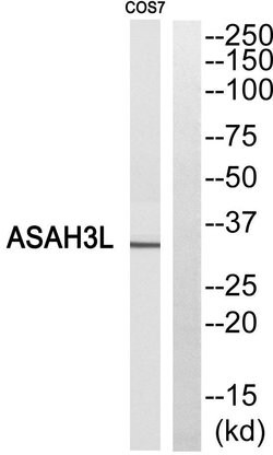 ACER2 Polyclonal Antibody, Invitrogen 100 &mu;g; Unconjugated:Antibodies,