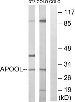 APOOL Polyclonal Antibody, Invitrogen 100 &mu;g; Unconjugated:Antibodies,