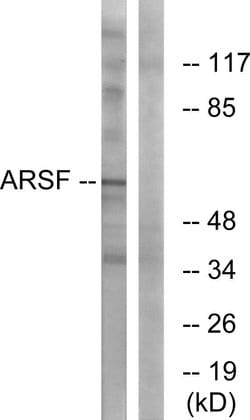 Arylsulfatase F Polyclonal Antibody, Invitrogen 100 μg; Unconjugated:Antibodies,