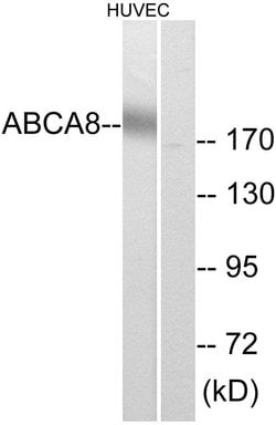 ABCA8 Polyclonal Antibody, Invitrogen 100 &mu;g; Unconjugated:Antibodies,