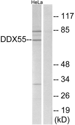 DDX55 Polyclonal Antibody, Invitrogen 100 μg; Unconjugated:Antibodies,