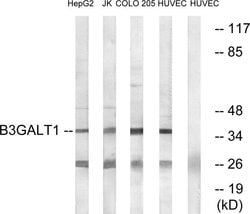 B3GALT1 Polyclonal Antibody, Invitrogen 100 &mu;g; Unconjugated:Antibodies,