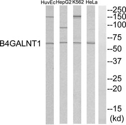 B4GALNT1 Polyclonal Antibody, Invitrogen 100 &mu;g; Unconjugated:Antibodies,