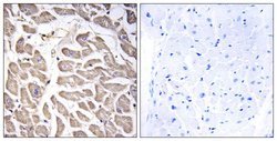 BRWD3 Polyclonal Antibody, Invitrogen 100 &mu;g; Unconjugated:Antibodies,