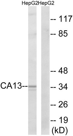Carbonic Anhydrase XIII Polyclonal Antibody, Invitrogen 100 &mu;g; Unconjugated:Antibodies,