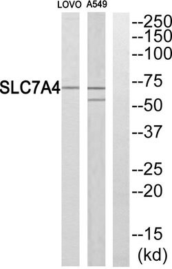 SLC7A4 Polyclonal Antibody, Invitrogen 100 &mu;g; Unconjugated:Antibodies,