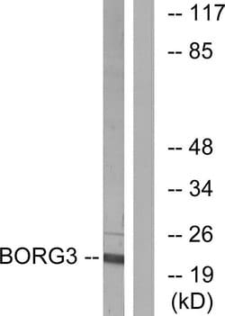 Cdc42EP5 Polyclonal Antibody, Invitrogen 100 &mu;g; Unconjugated:Antibodies,