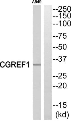 CGREF1 Polyclonal Antibody, Invitrogen 100 &mu;g; Unconjugated:Antibodies,