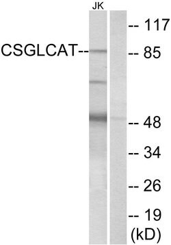 CSGlcAT Polyclonal Antibody, Invitrogen 100 &mu;g; Unconjugated:Antibodies,