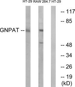 GNPAT Polyclonal Antibody, Invitrogen 100 &mu;g; Unconjugated:Antibodies,